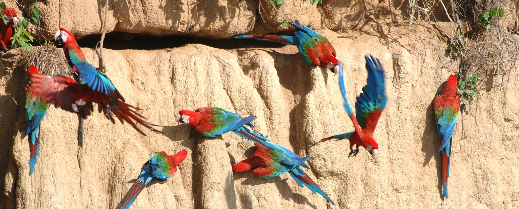 Tambopata Experience 4 days: Amazon rainforest lodge tour with macaws and river excursions